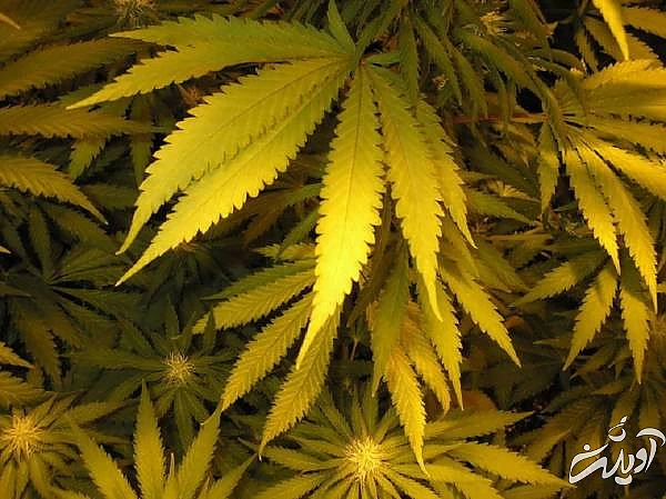 زرد شدن گیاهان